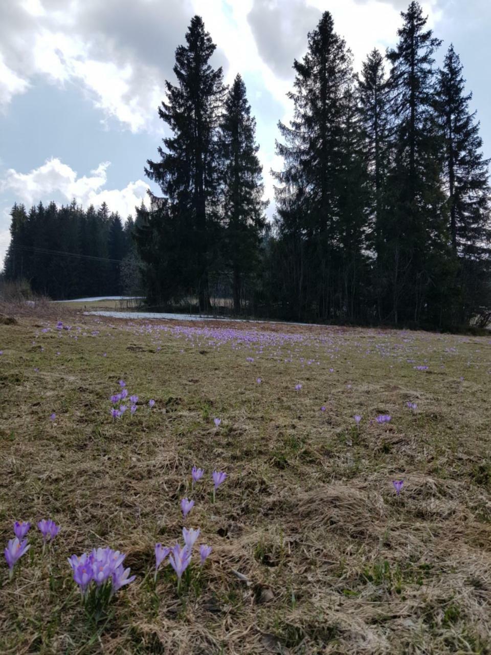 Willa Smiechowka Kościelisko Kültér fotó